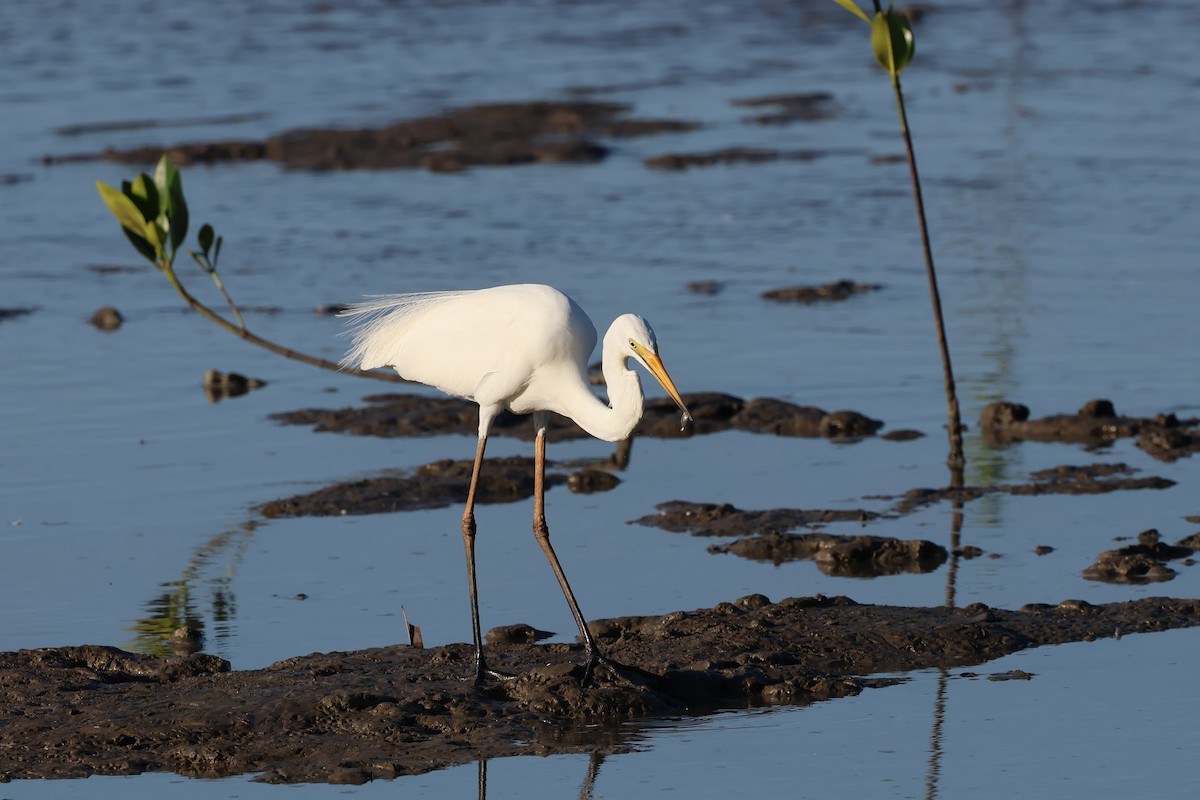 volavka bílá - ML646416644