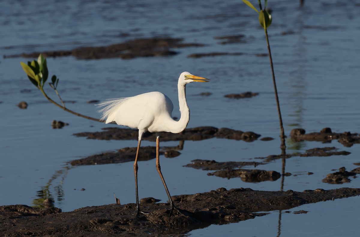 volavka bílá - ML646416645