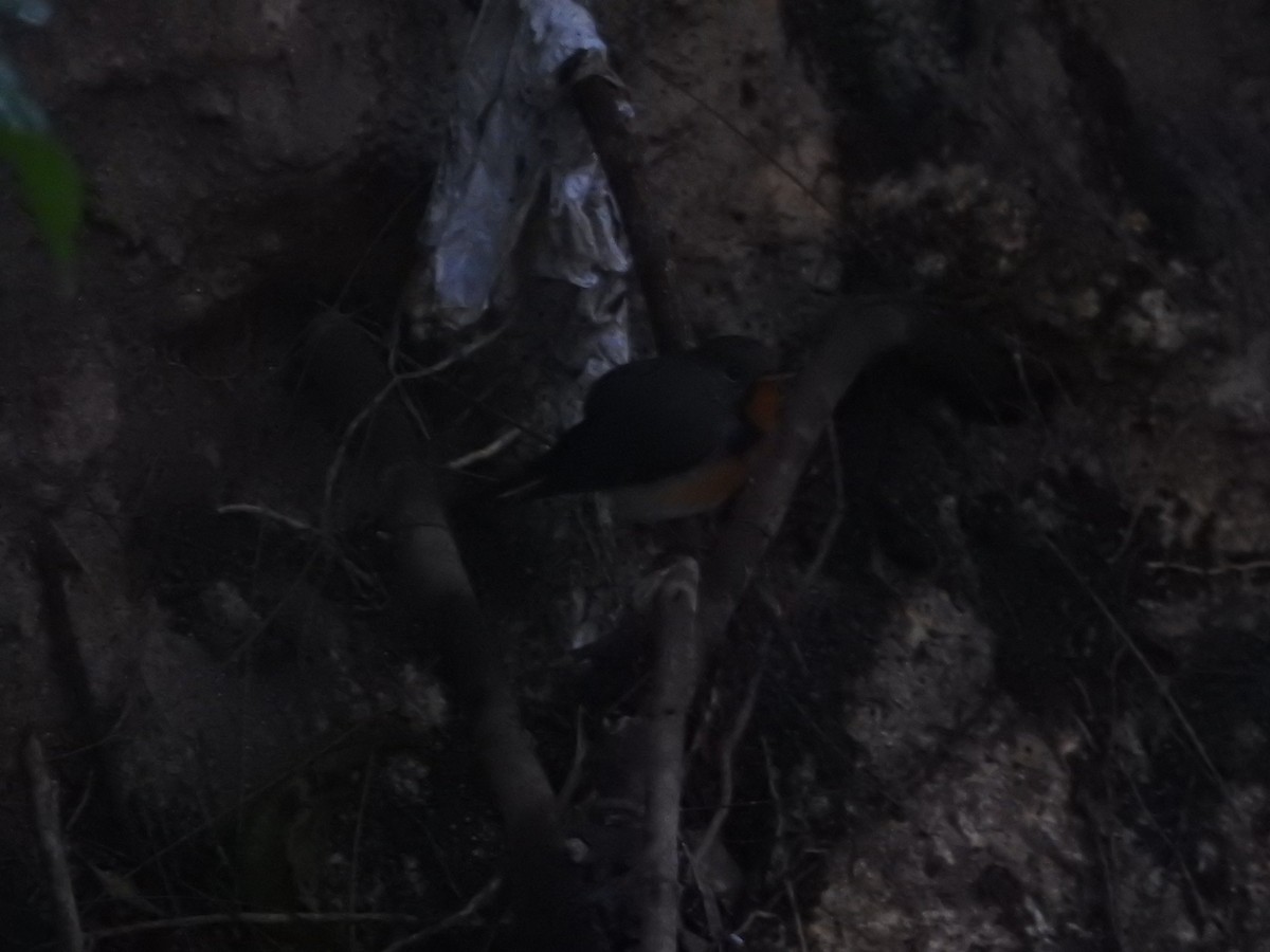 Kashmir Flycatcher - ML646416646