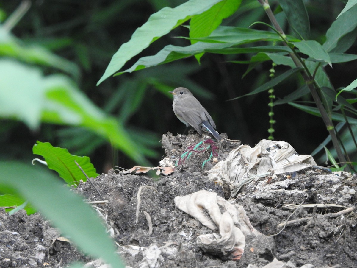 Kashmir Flycatcher - ML646416647