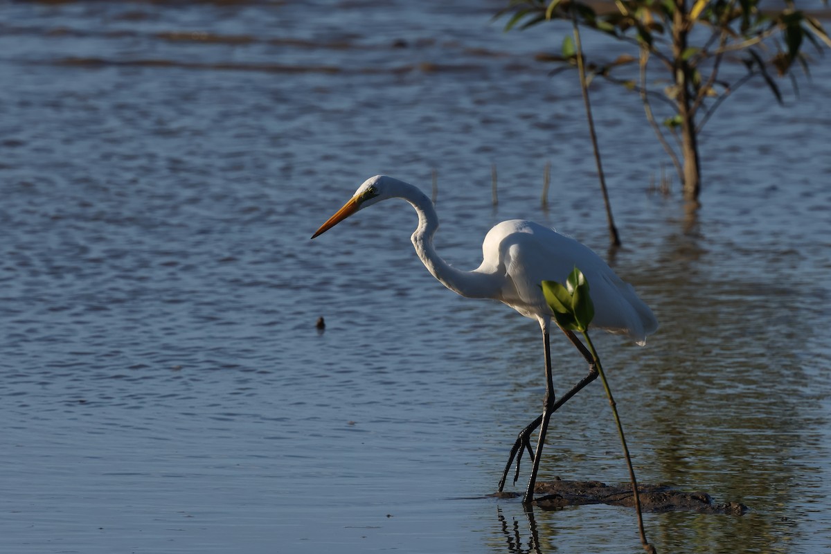 volavka bílá - ML646416648