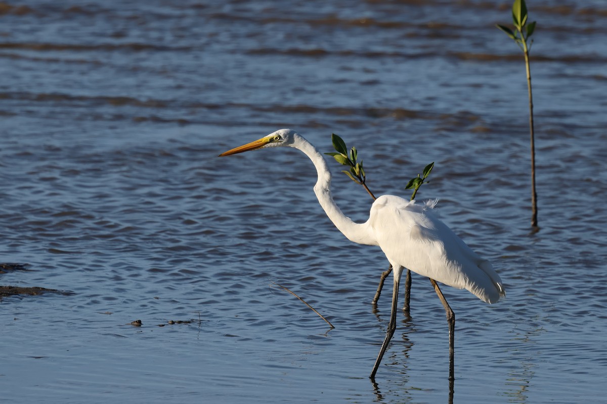 volavka bílá - ML646416649