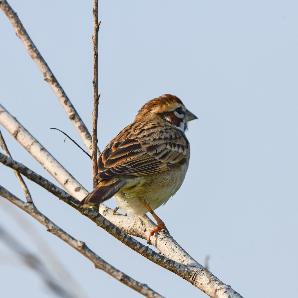 strnádka travní - ML646416650