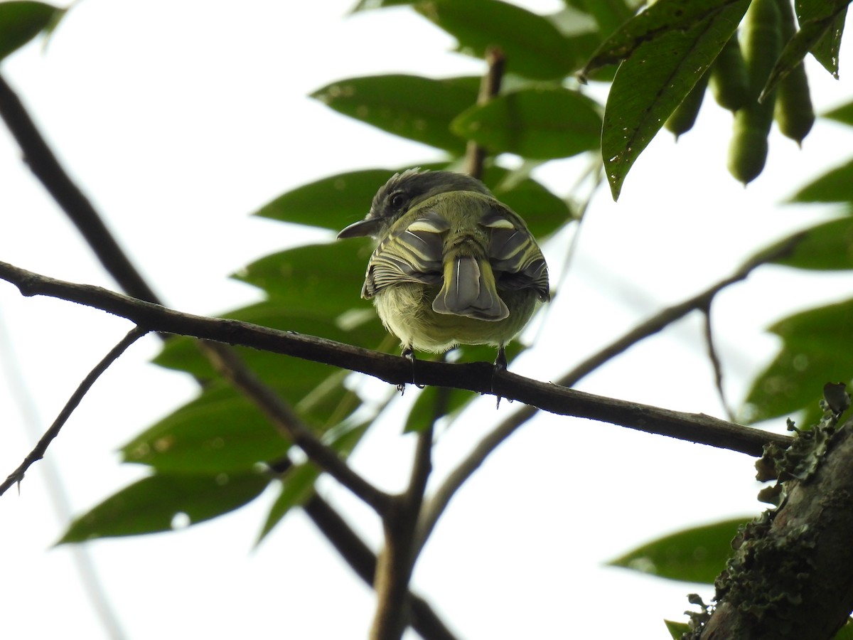 Golden-faced Tyrannulet - ML646416651