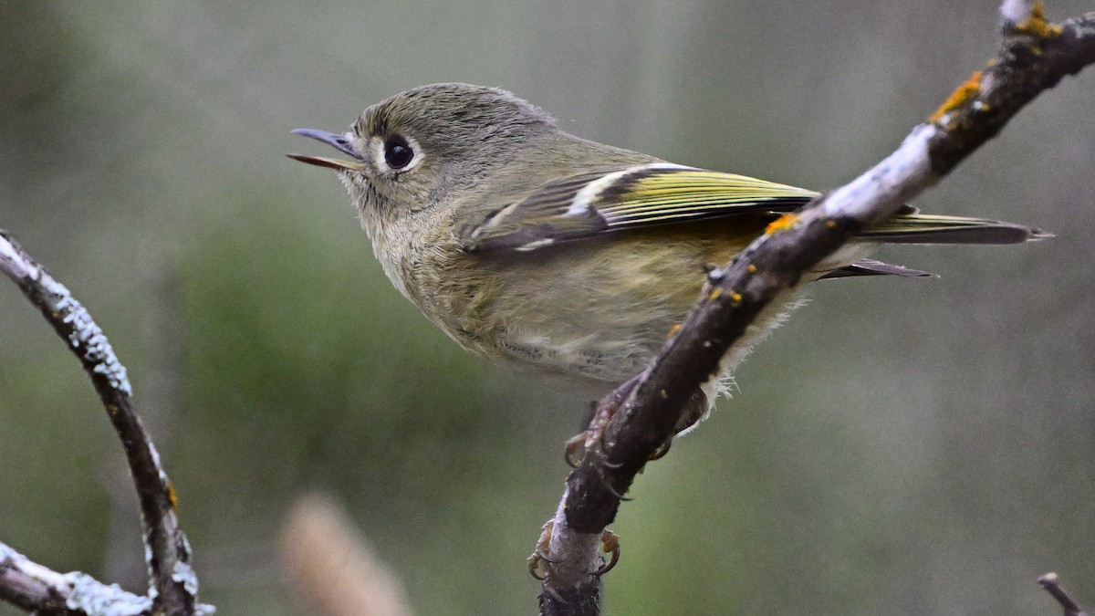 králíček americký - ML646416652