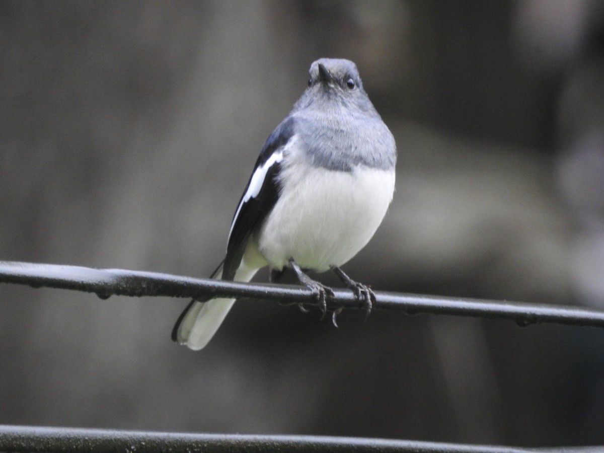 Oriental Magpie-Robin - ML646416653