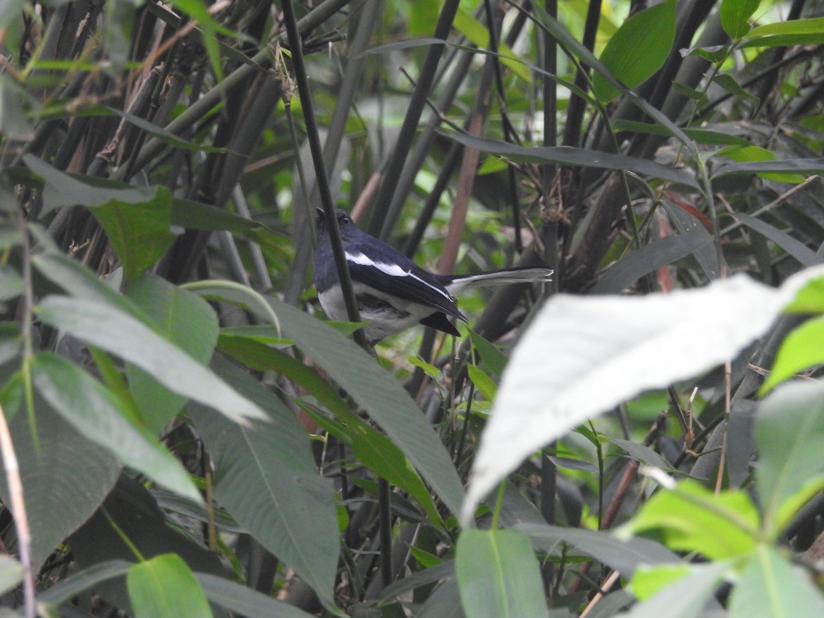 Oriental Magpie-Robin - ML646416654