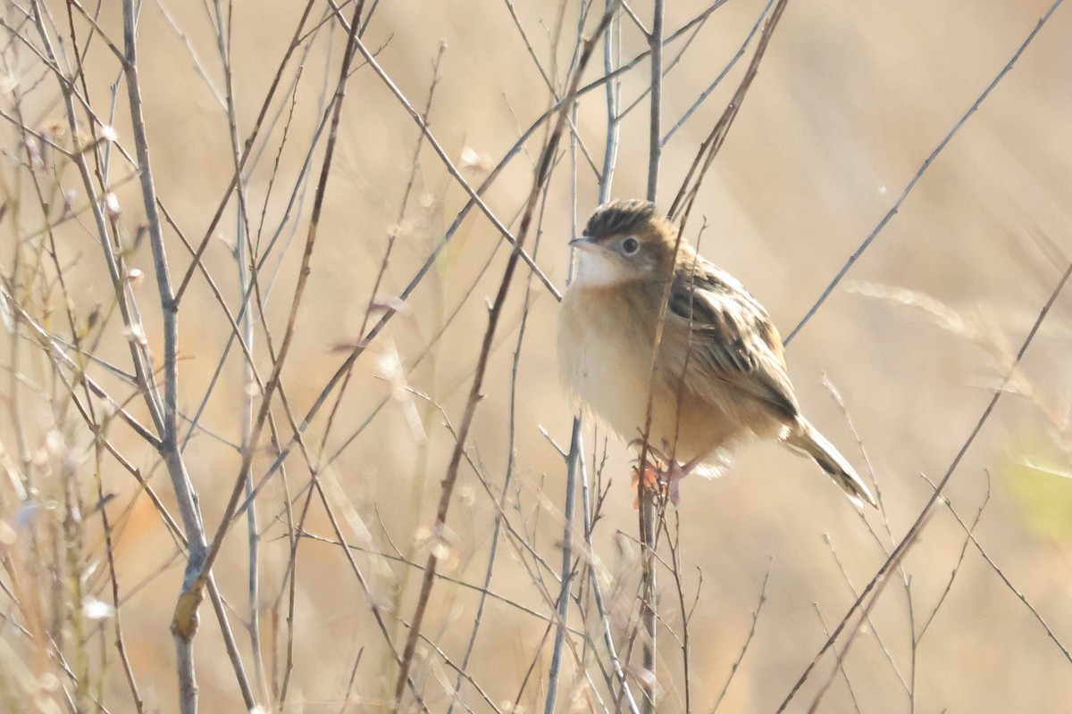 cistovník rákosníkový - ML646416655