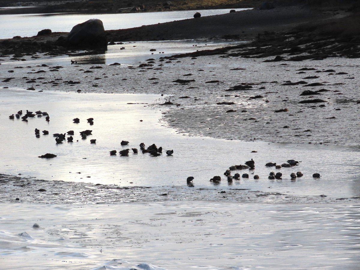 kachna divoká - ML646416656