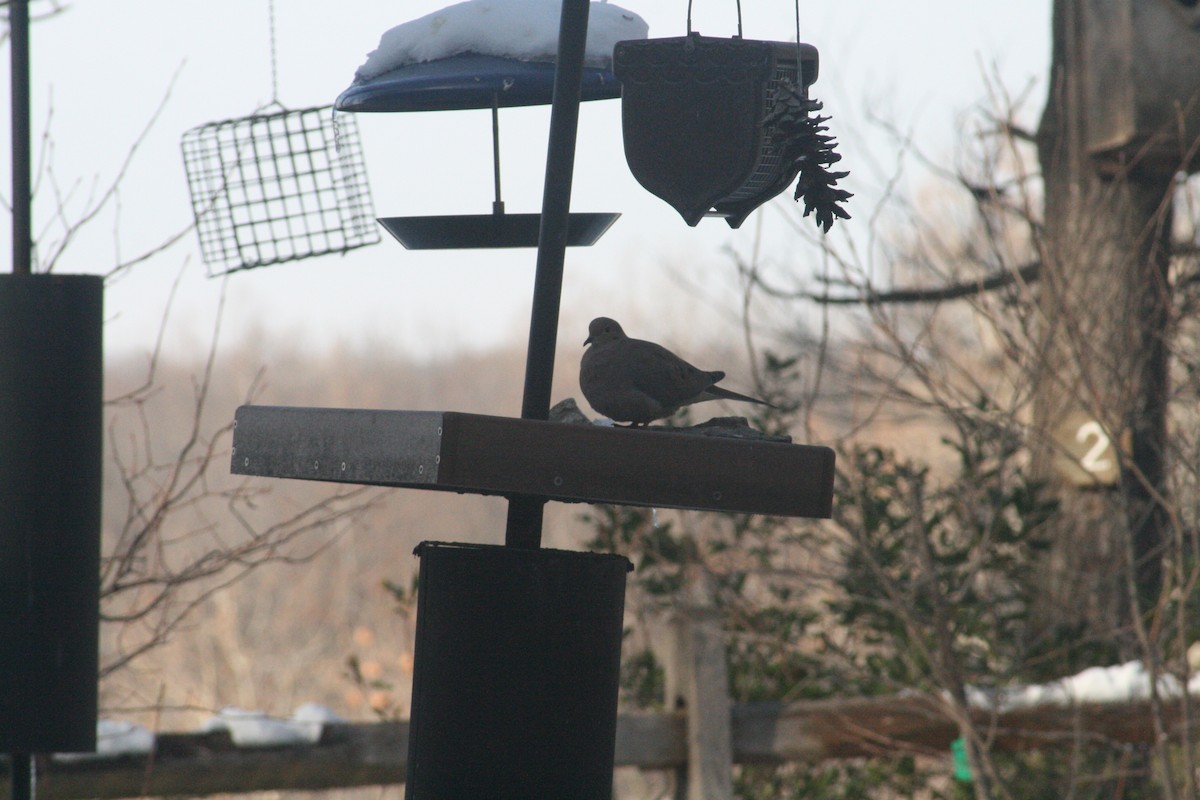 hrdlička karolínská - ML646416657