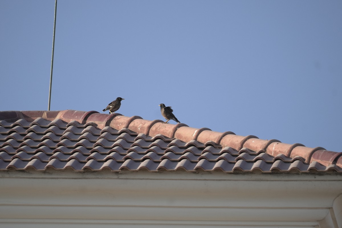 majna obecná - ML646416658