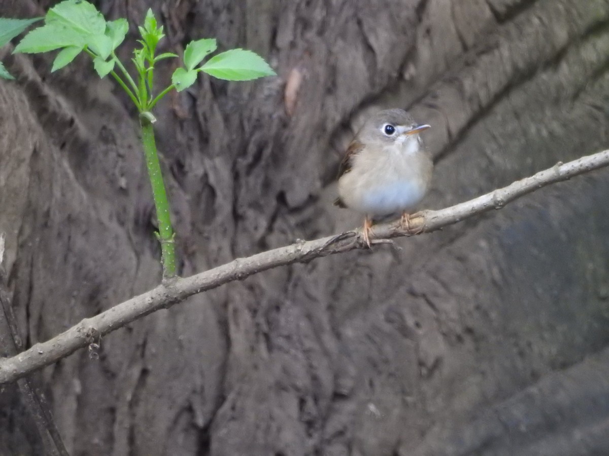 Brown-breasted Flycatcher - ML646416659
