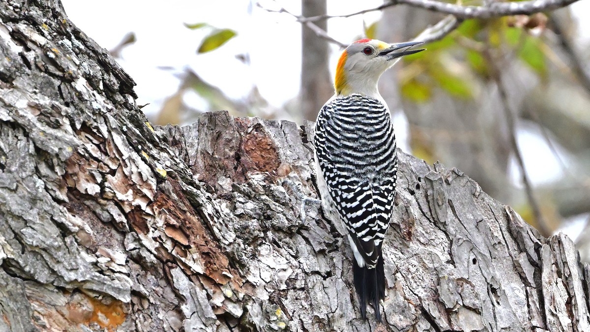Golden-fronted Woodpecker - ML646416660