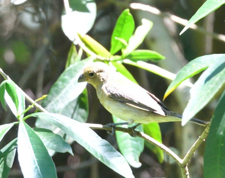 Double-collared Seedeater - ML646416661