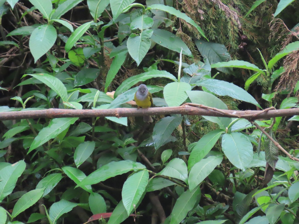 Gray-headed Canary-Flycatcher - ML646416666