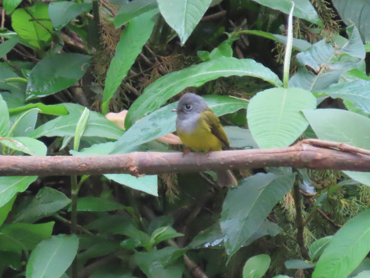 Gray-headed Canary-Flycatcher - ML646416669