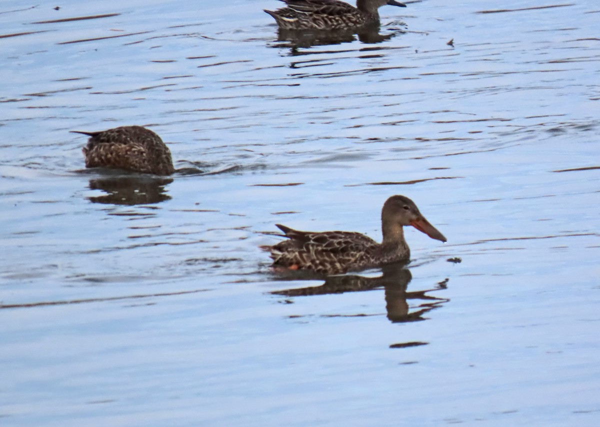 Northern Shoveler - ML646416671