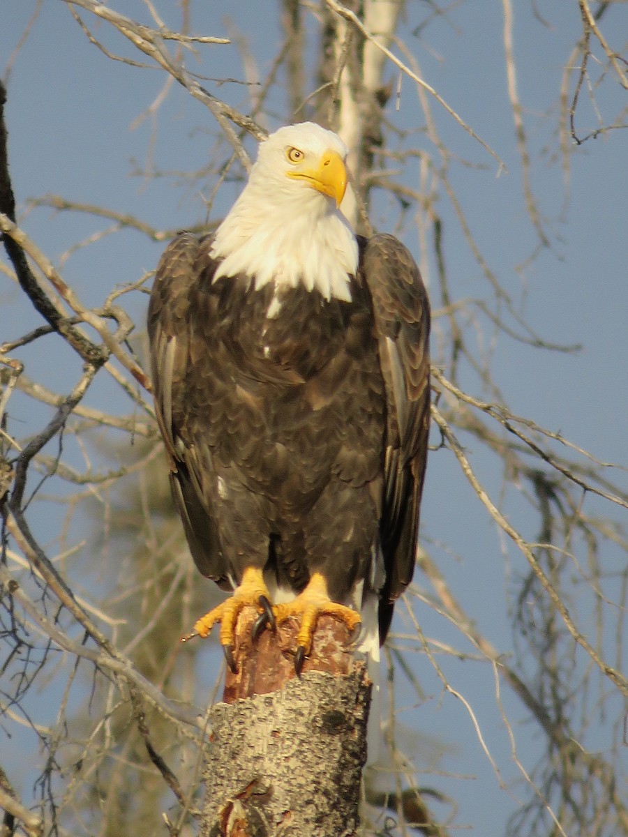Weißkopf-Seeadler - ML646416672