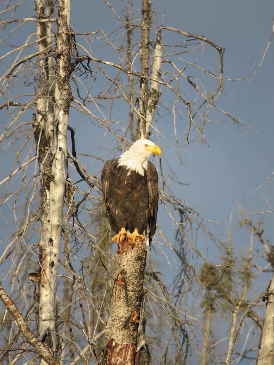 Weißkopf-Seeadler - ML646416680