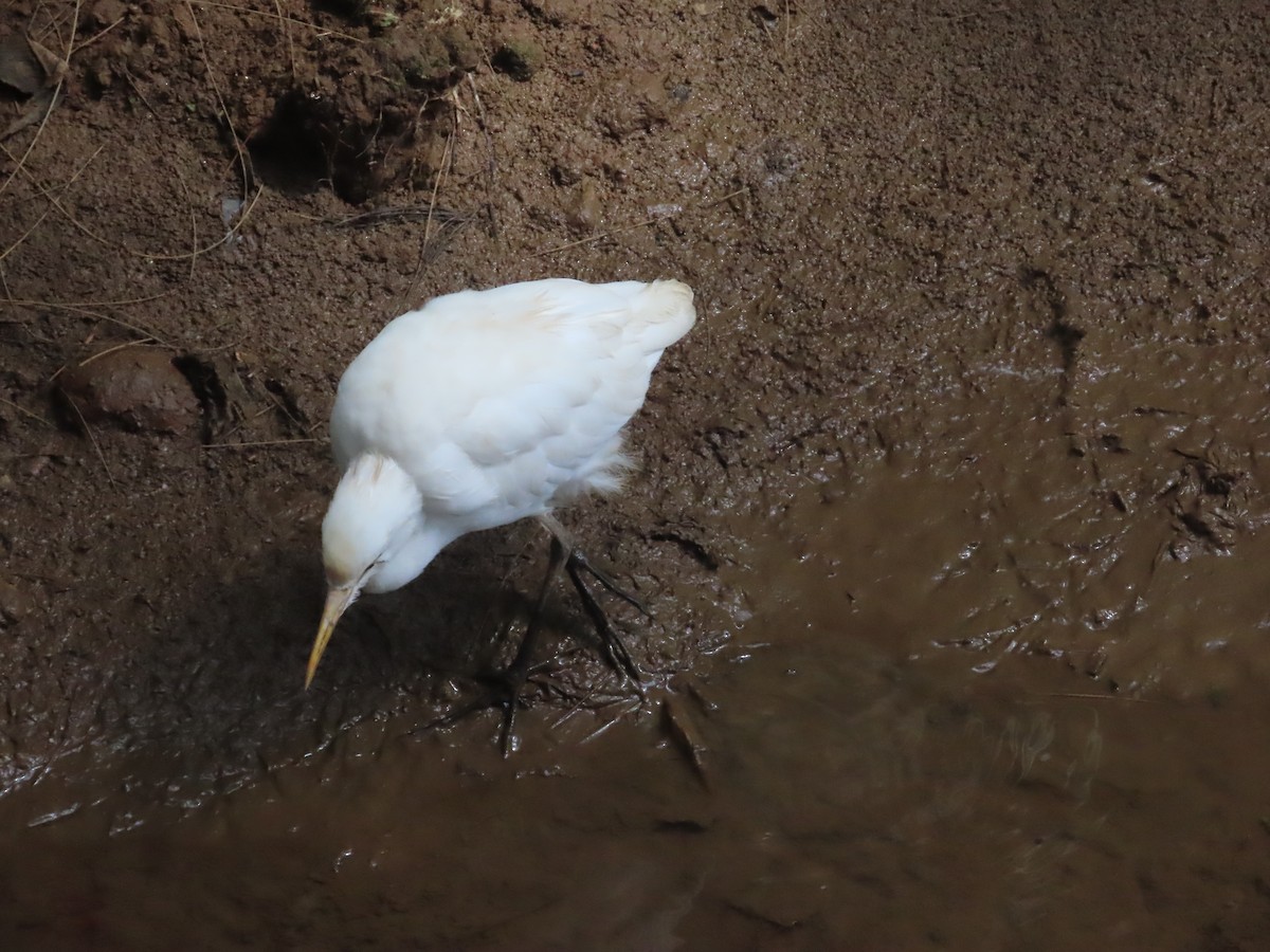 Eastern Cattle-Egret - ML646416684