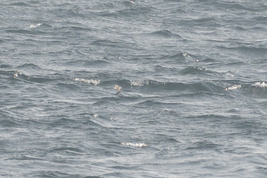 Weißbürzel-Strandläufer - ML646416685