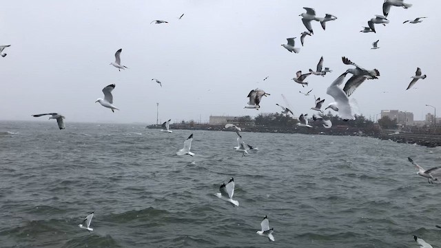 Ring-billed Gull - ML646416687