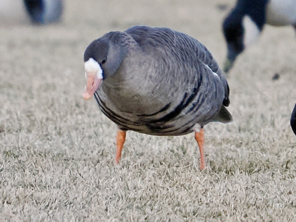 Greater White-fronted Goose - ML646416689