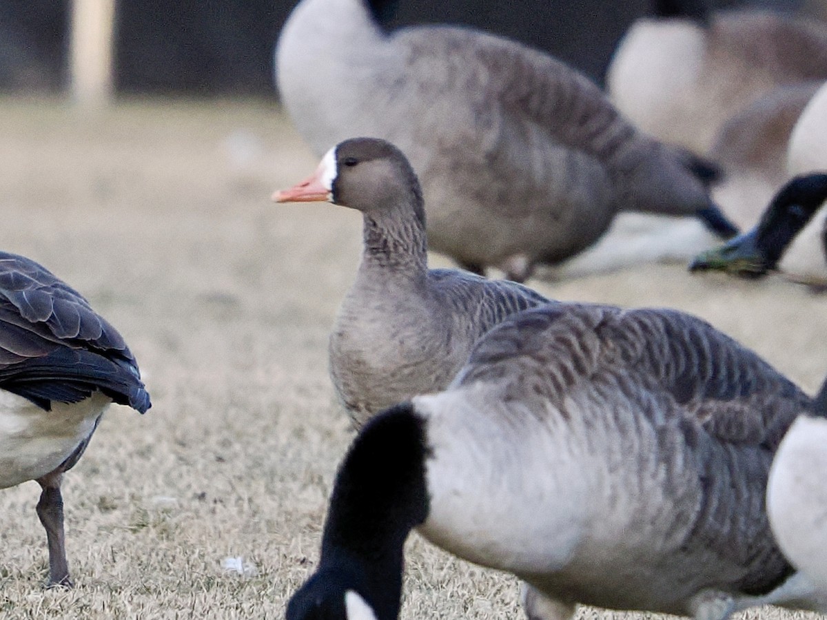 Greater White-fronted Goose - ML646416690