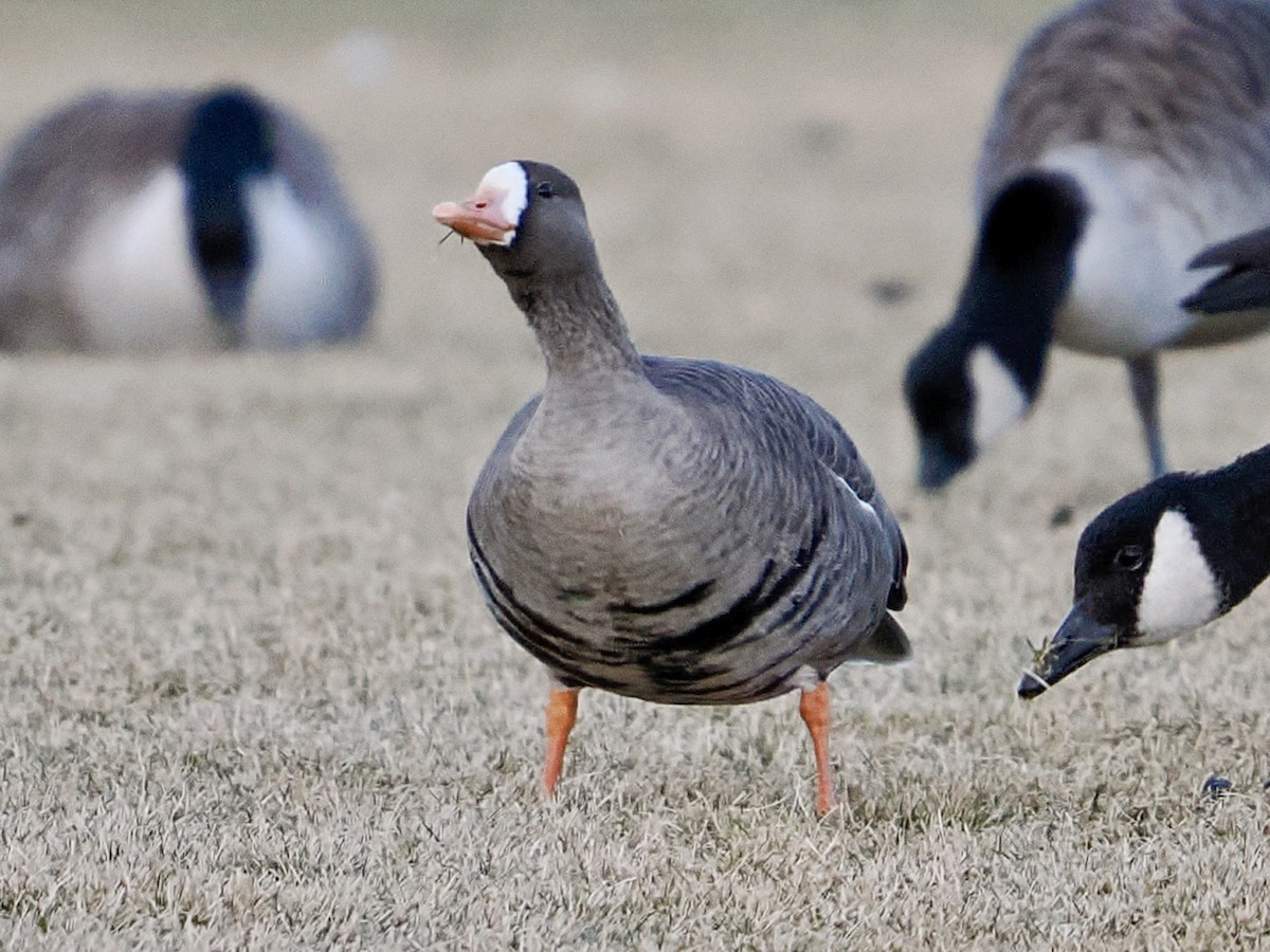 Greater White-fronted Goose - ML646416691