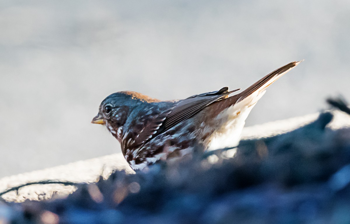 ゴマフスズメ - ML646416693