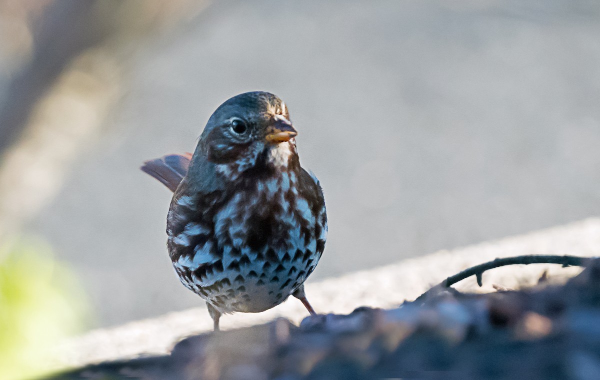 ゴマフスズメ - ML646416694