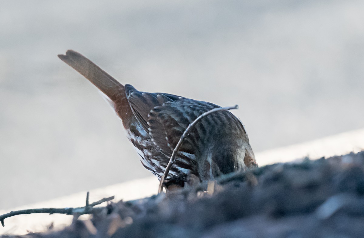 ゴマフスズメ - ML646416695