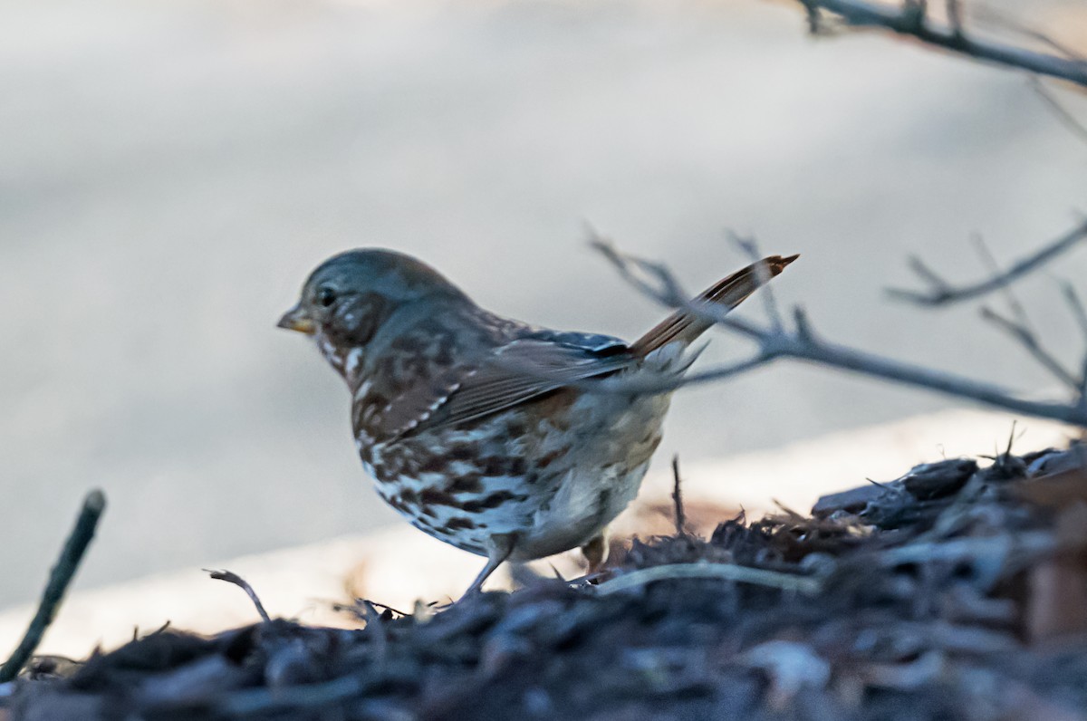 ゴマフスズメ - ML646416696