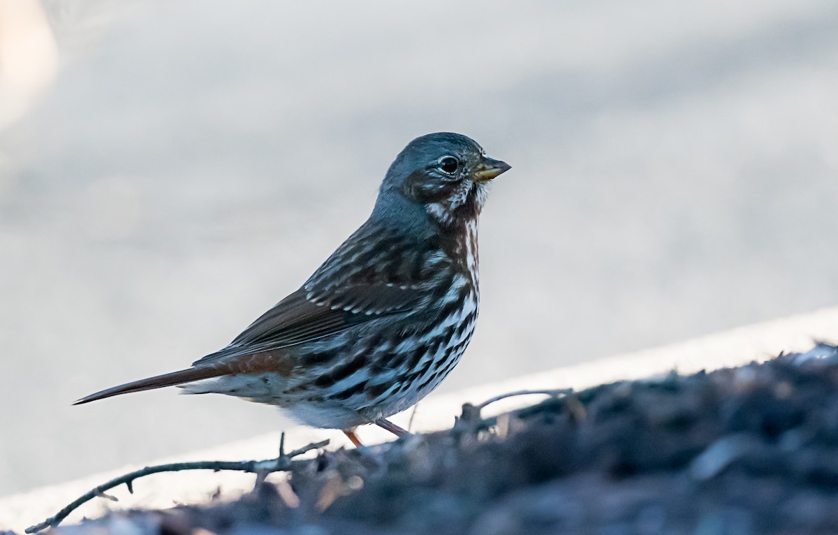 ゴマフスズメ - ML646416697