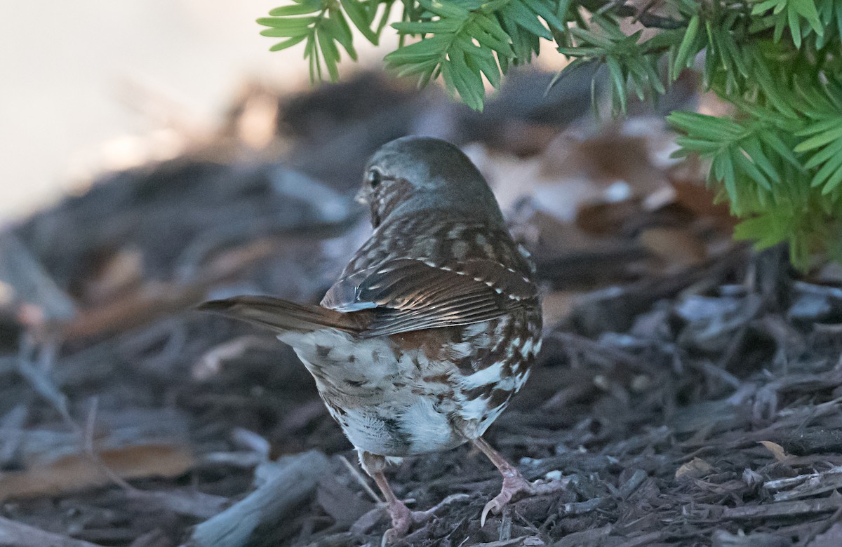 ゴマフスズメ - ML646416698