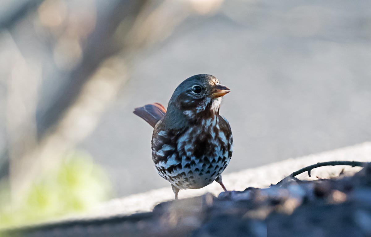 ゴマフスズメ - ML646416699