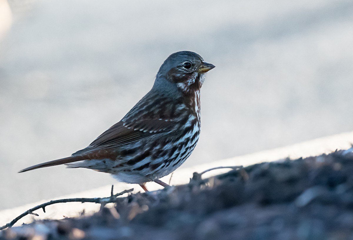 ゴマフスズメ - ML646416700