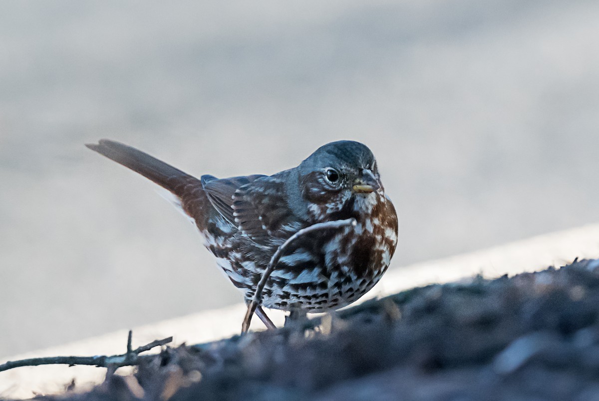 ゴマフスズメ - ML646416701