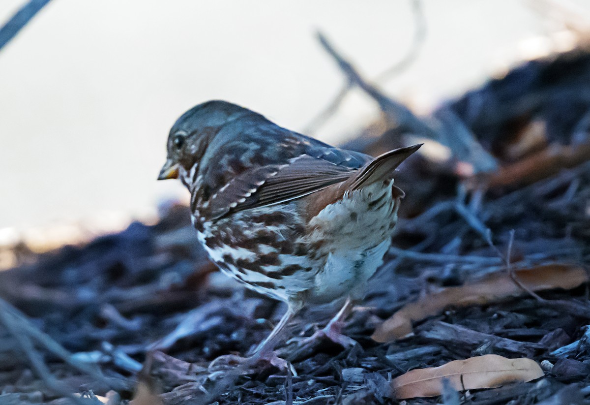 ゴマフスズメ - ML646416702