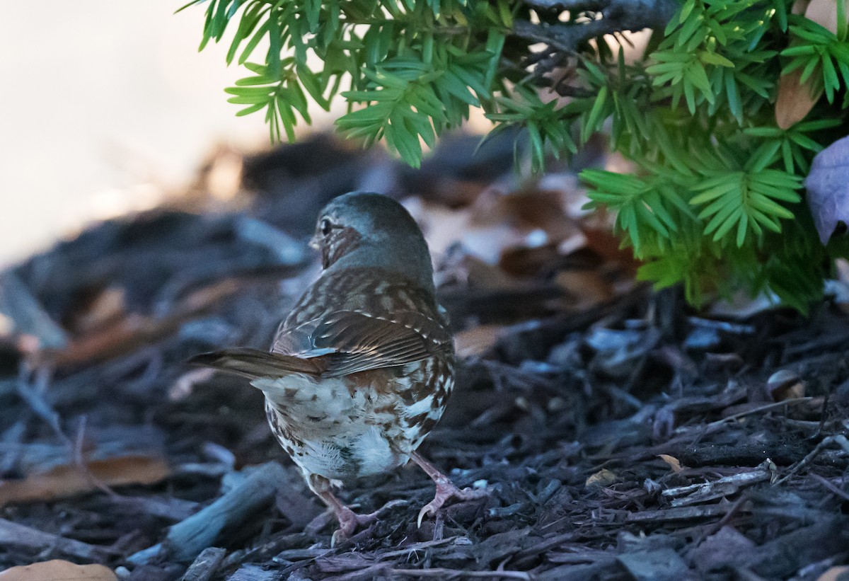 ゴマフスズメ - ML646416705