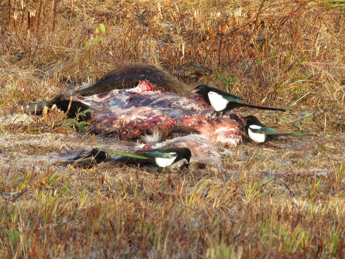 Hudsonelster - ML646416706