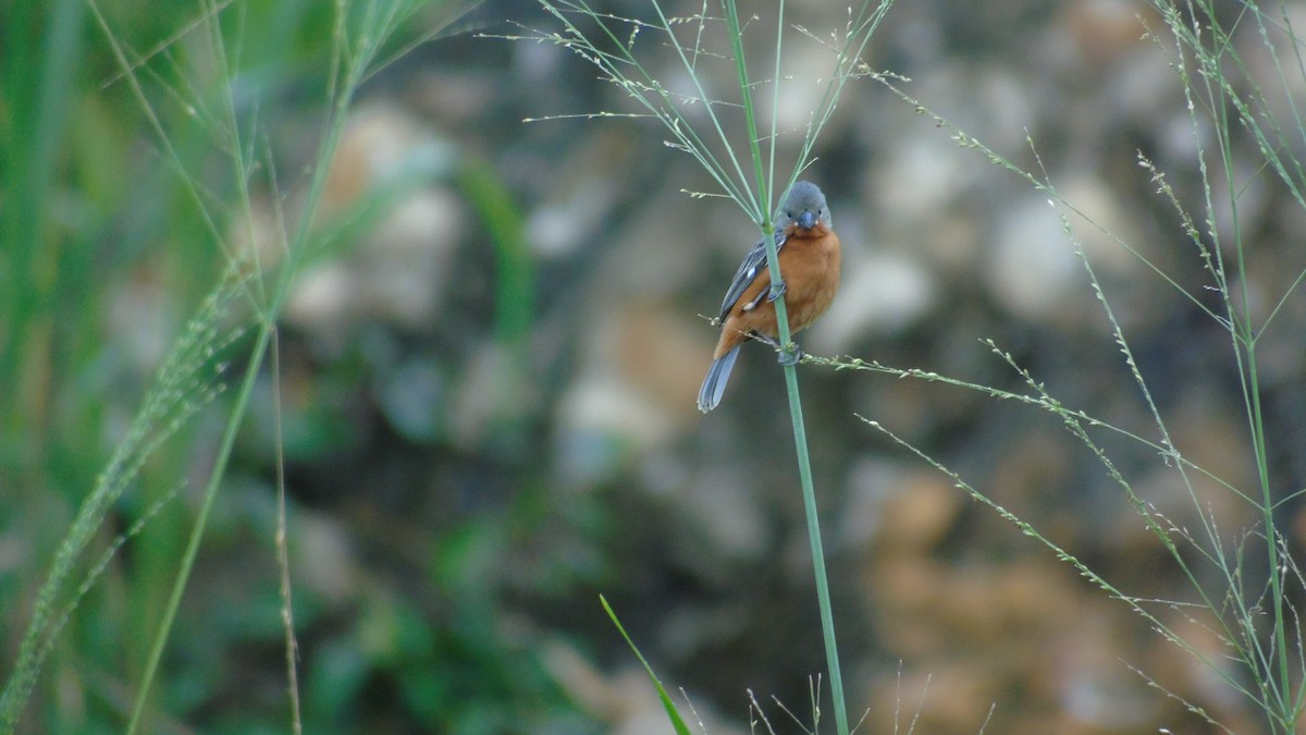 Ruddy-breasted Seedeater - ML646416707