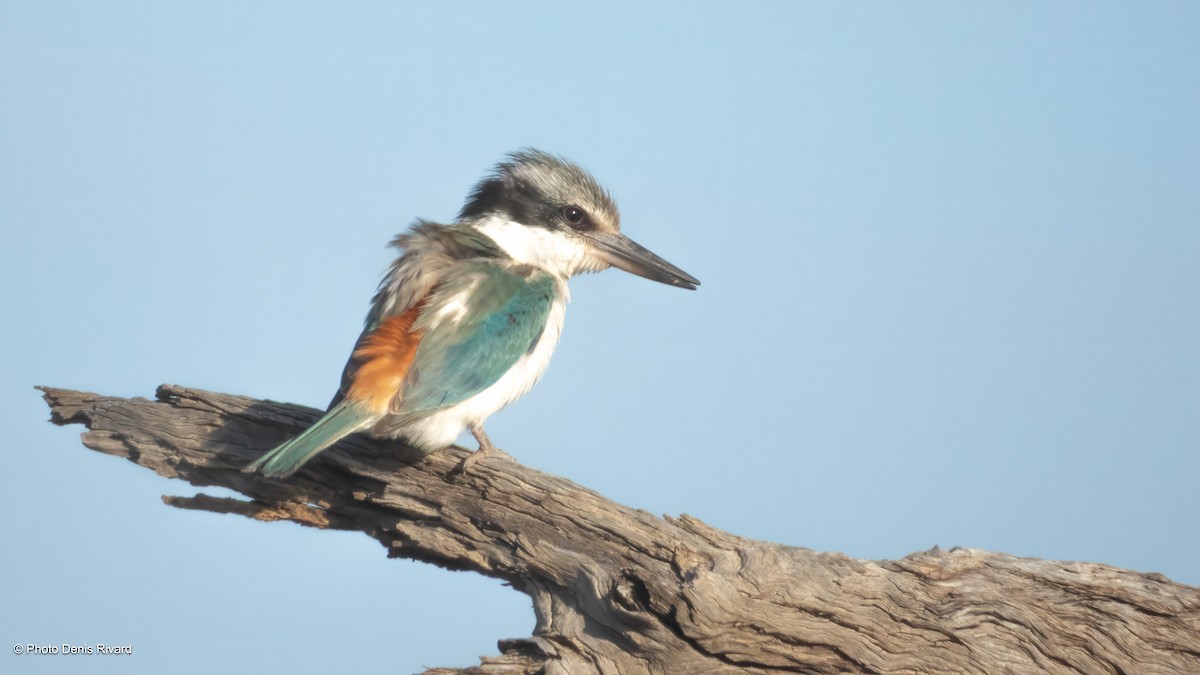 Red-backed Kingfisher - ML646416708