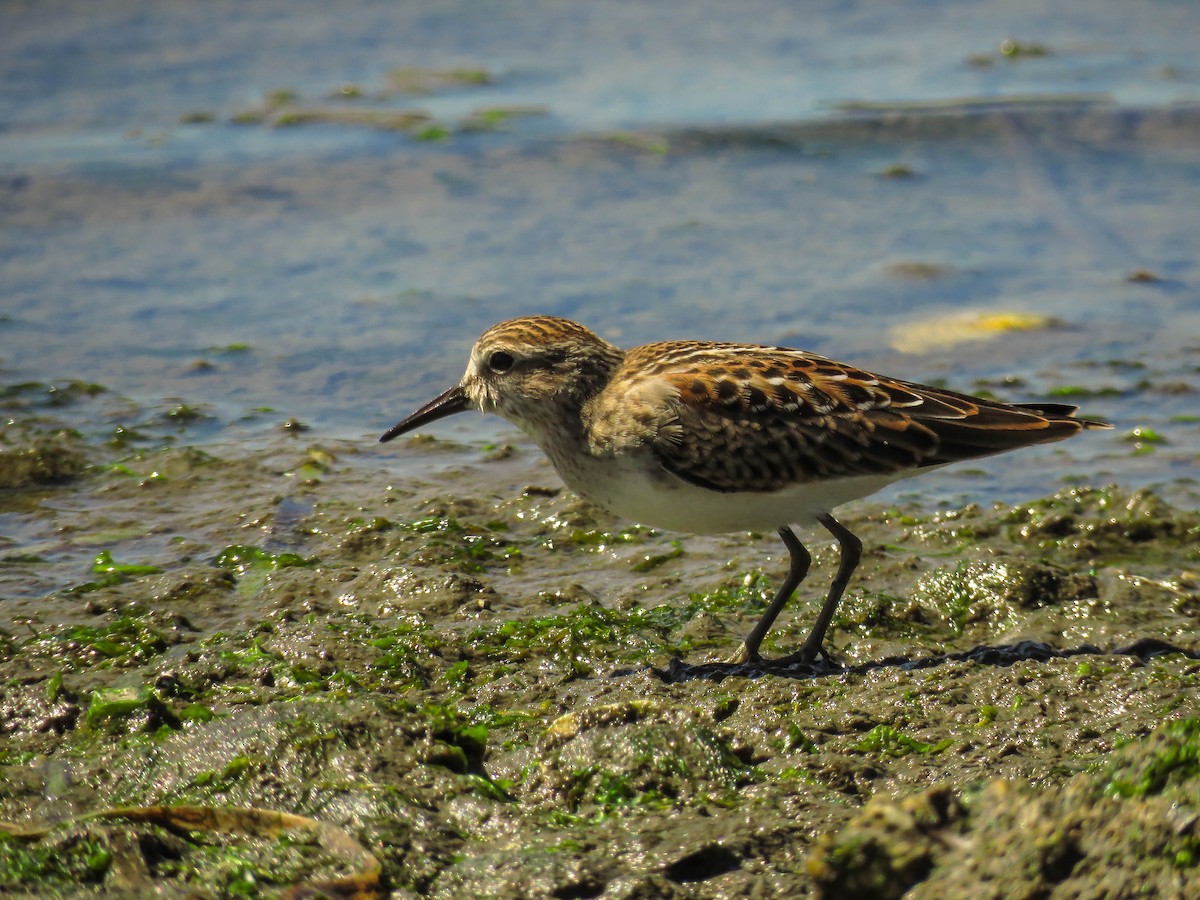 Least Sandpiper - ML64641671