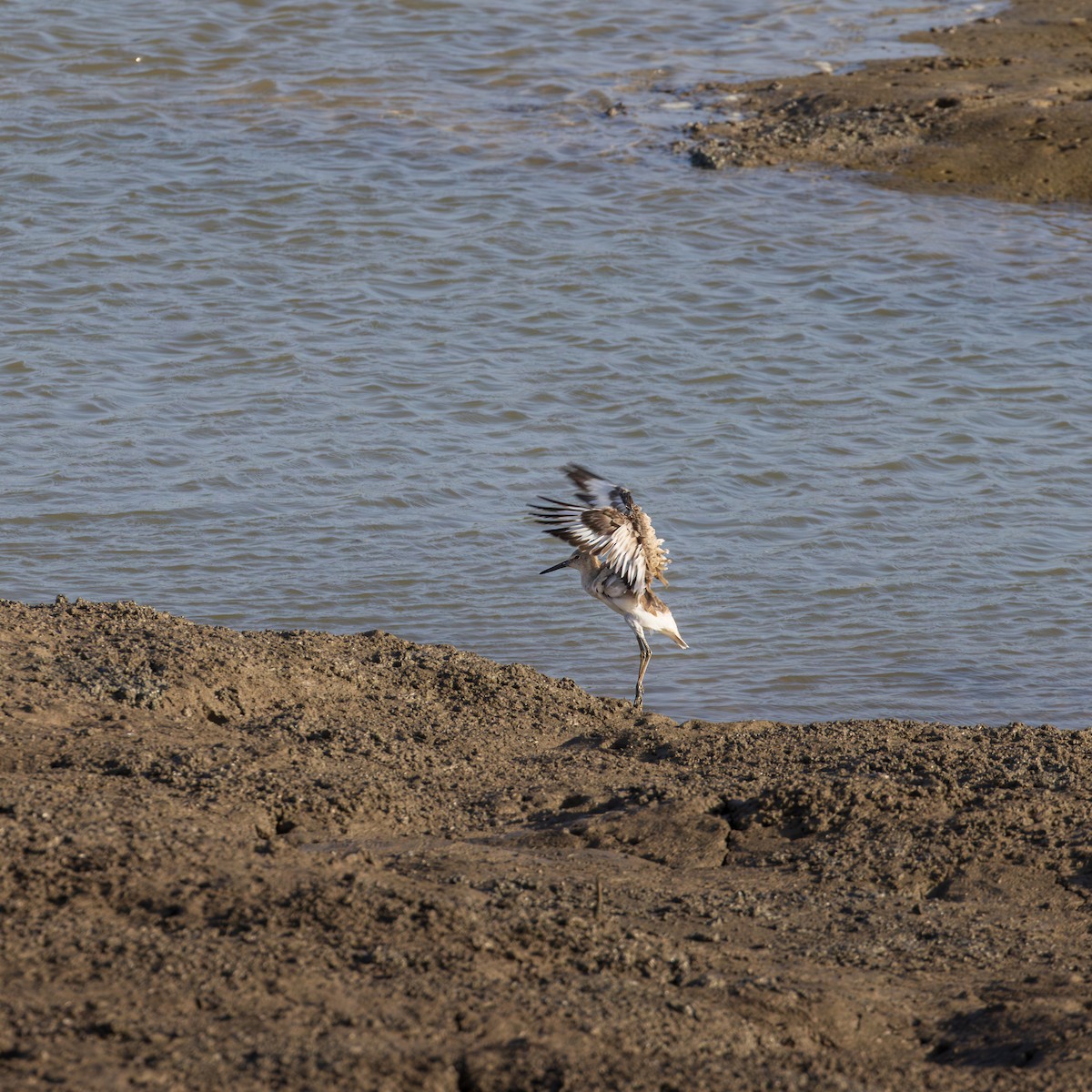 Willet - ML646416710