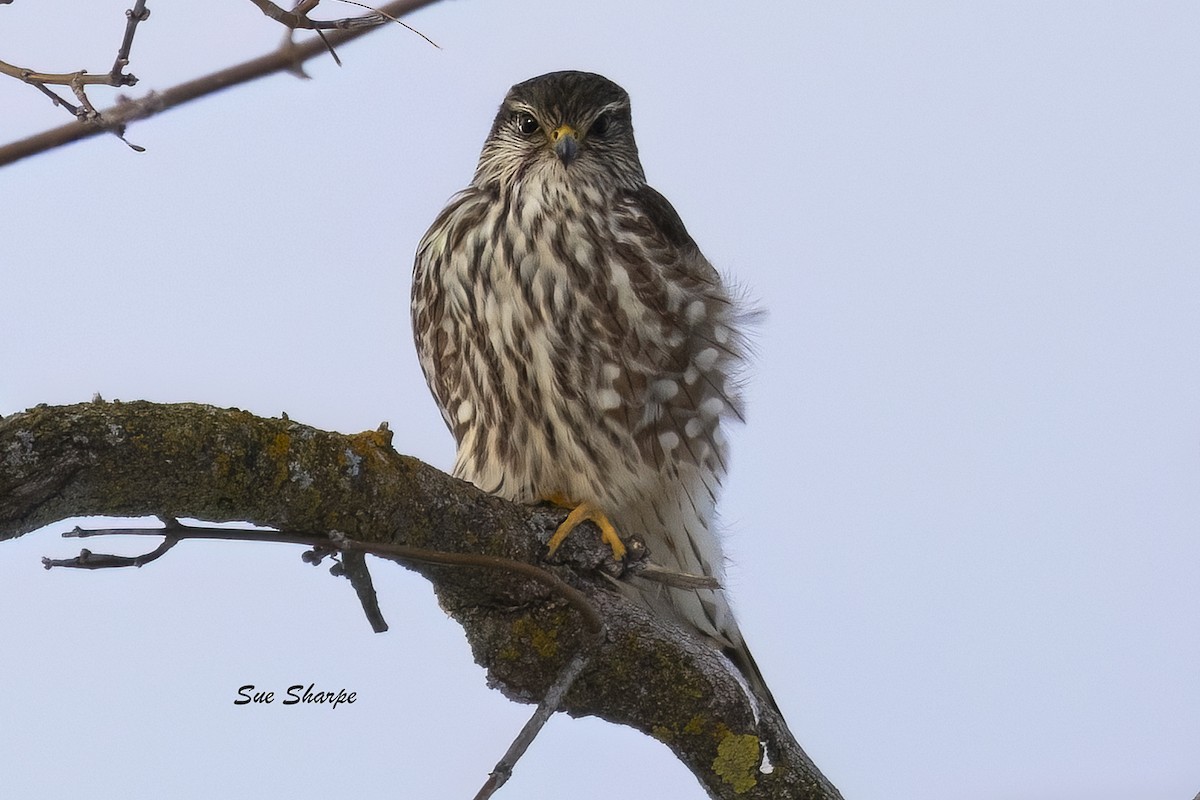 Merlin - ML646416711