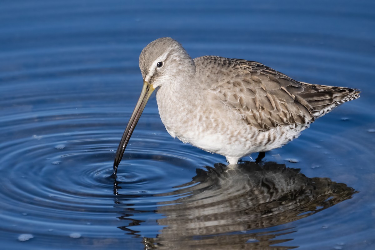 Long-billed Dowitcher - ML646416713