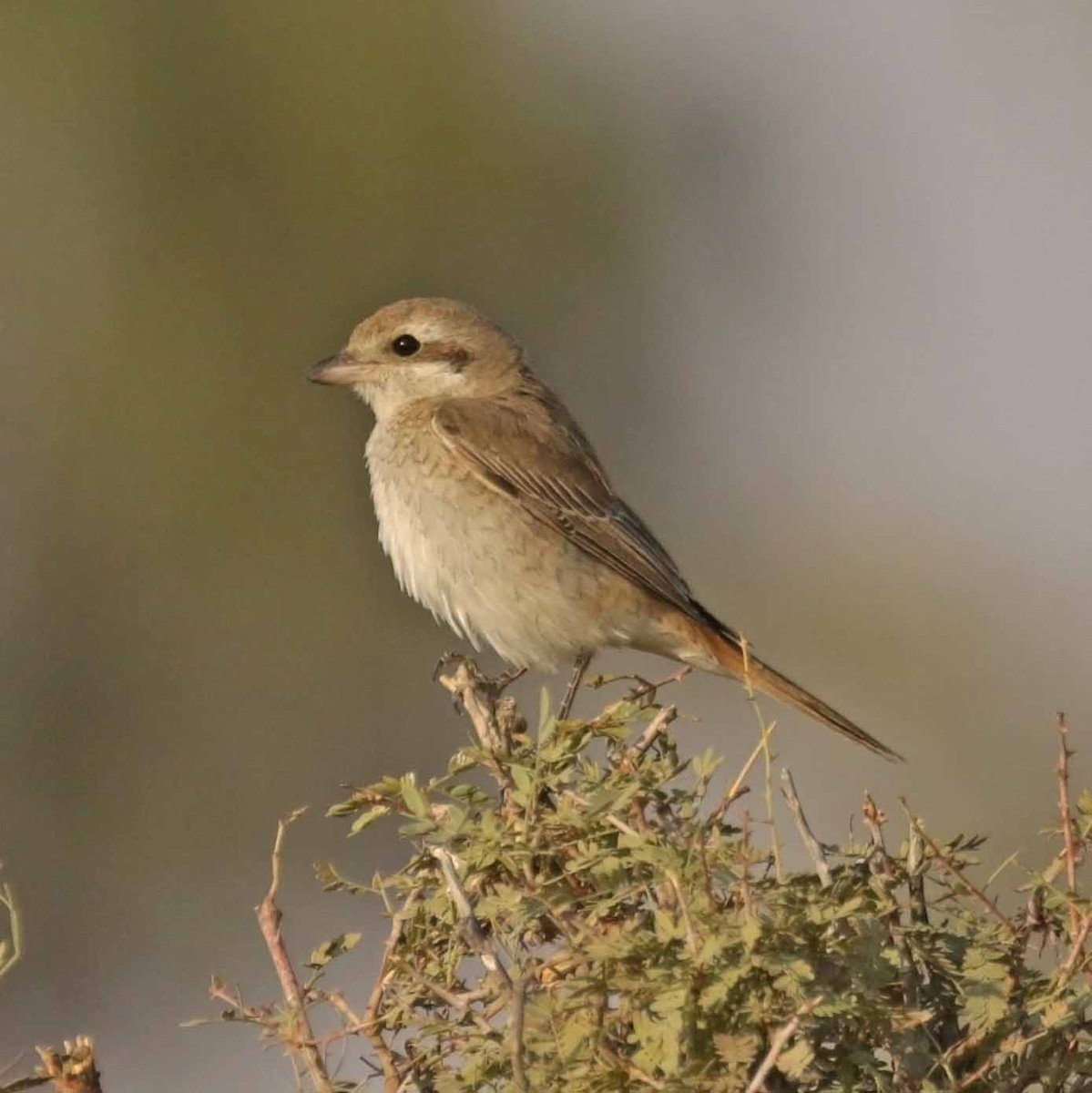 Isabelline Shrike - ML646416714