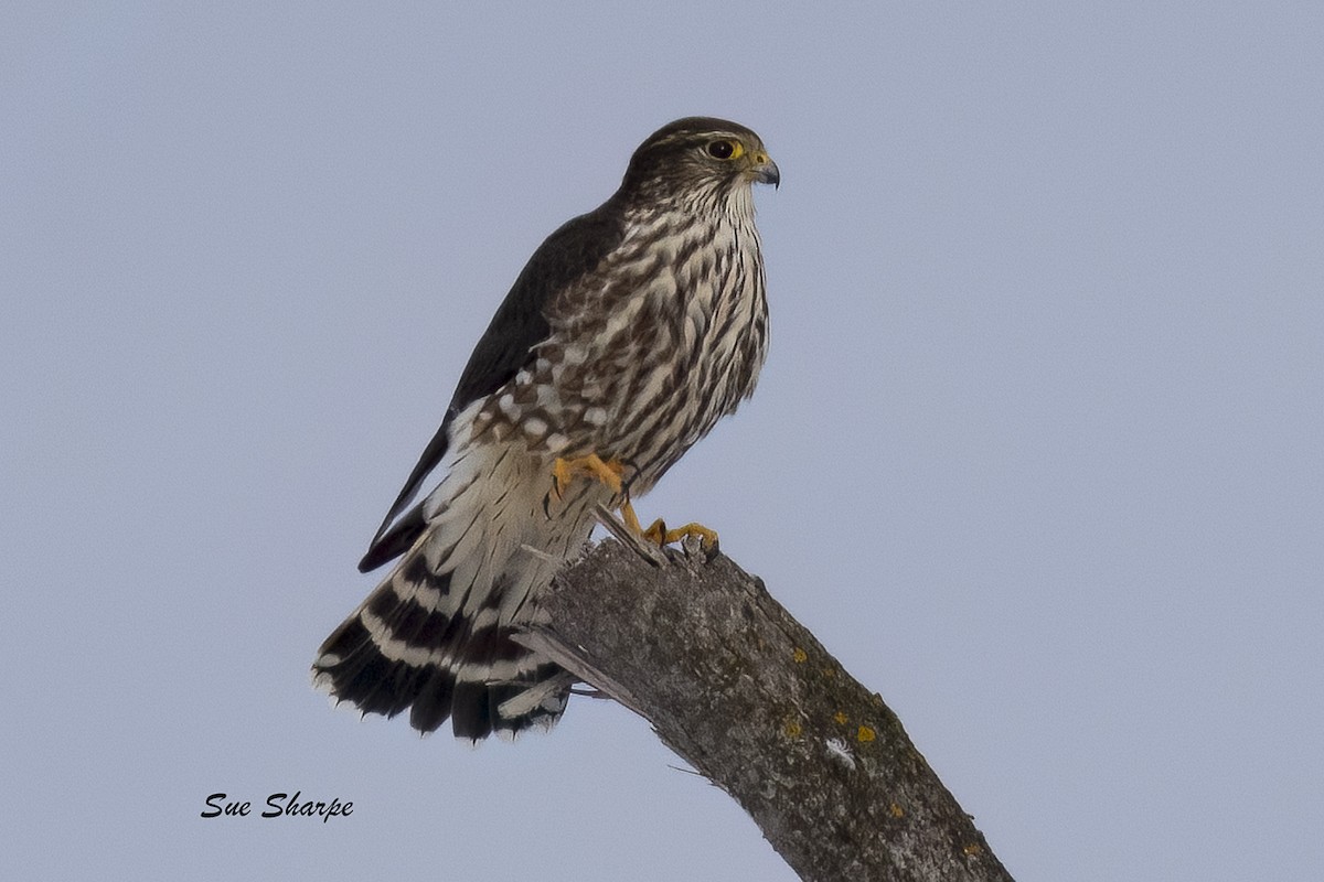 Merlin - ML646416715