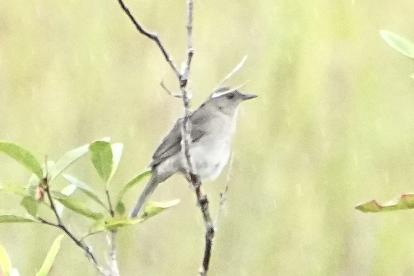 Дрізд кампінаський - ML646416717